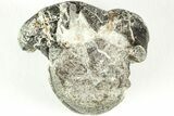 Rare Dinosaur (Hypsilophodon) Vertebra w/ Fossilized Tendons #206520-2